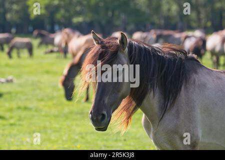 Pferd-Porträt Stockfoto