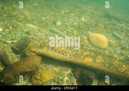 Nestgebäude von Seeflugmuten (Petromyzon marinus) im Fluss Teifi, Wales, Vereinigtes Königreich Stockfoto