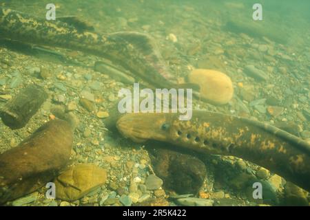 Nestgebäude von Seeflugmuten (Petromyzon marinus) im Fluss Teifi, Wales, Vereinigtes Königreich Stockfoto