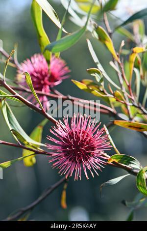 Rückwärtig beleuchtete rosafarbene Spikes-Kugelblumen des westaustralischen Nadelkissens Hakea, Hakea laurina, Familie Proteaceae Stockfoto