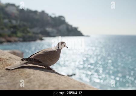 Nahaufnahme Porträt einer Taube mit Kragen auf einem Steinzaun, flacher Fokus Stockfoto