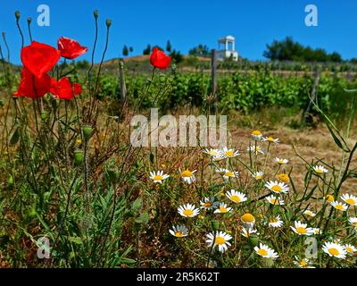 Viewing terrace over the vineyards near Szerencs, Tokaj region, Hungary. View over blooming poppies and daisies. Stockfoto