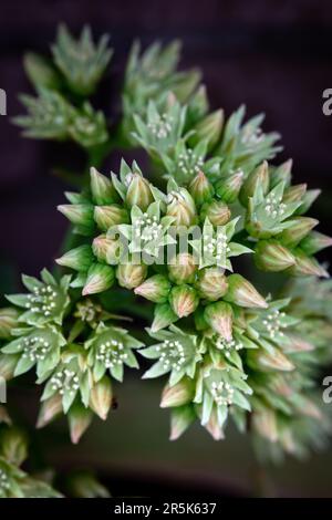 Europäische Steinblüten - lateinische Bezeichnung - Sedum ochroleucum Stockfoto