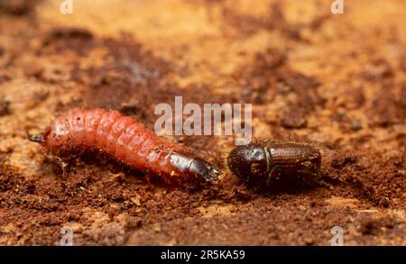 Ameisenkäfer, Larven von Thanasimus formicarius und Europäischer Fichtenrindenkäfer, IPS typographus auf Nadelholz Stockfoto