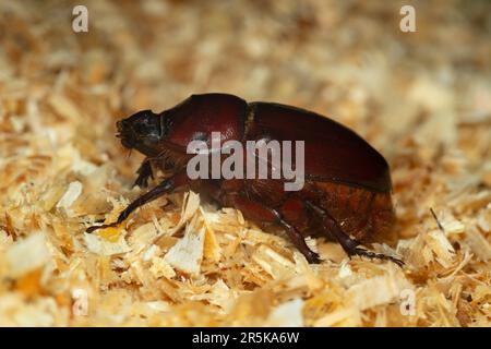 Weiblicher europäischer Nashorn-Käfer, Oryctes nasicornis auf Sägemehl, Makrofoto Stockfoto