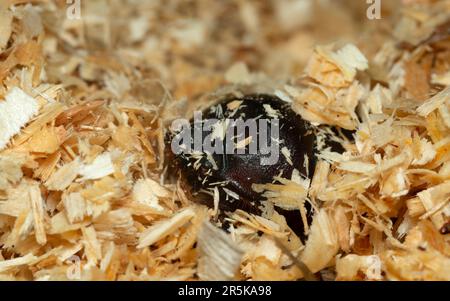 Weiblicher europäischer Nashorn-Käfer, Oryctes nasicornis in Sägemehl, Makrofoto Stockfoto