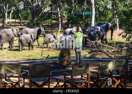 Elefanten besuchen die Bar mit Kamin in der Thawale Tented Lodge im Majete National Park, Malawi. Das Wasserloch in der Thawale Lodge im Majete Wildllife Reserve wird von einer Elefantenherde mit Jungen besucht Stockfoto