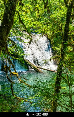 Ein Landschaftsbild der Drake Falls im Silver Falls State Park im Bundesstaat Oregon Stockfoto