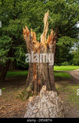 Überreste eines großen Baumes, gespalten durch stürmische Winde mit Stamm auf dem Boden Stockfoto