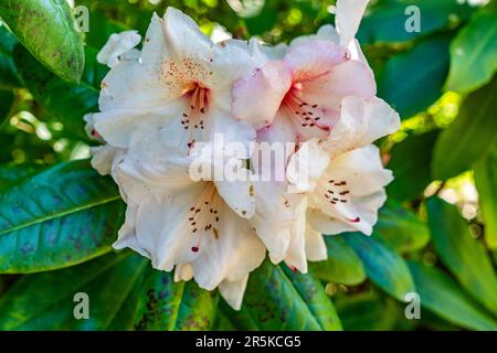 Eine Makroaufnahme einer Gruppe Rhododendron-Blüten in South Seattle, Washington. Stockfoto