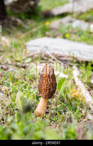 Eine fesselnde Nahaufnahme eines Morelpilzes, der in den malerischen Bergen Norditaliens gefunden wurde. Stockfoto