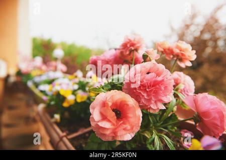Bunte Blumen wachsen in Kisten, die an einem Balkonzaun hängen Stockfoto