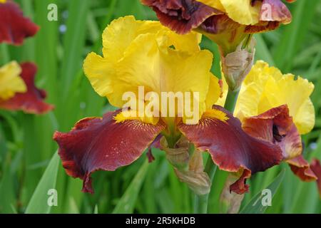 Bärtige Iris 'Andalou' n Blume. Stockfoto