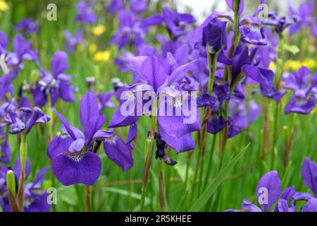 Iris sibirica "Cäsars Bruder" in Blume. Stockfoto