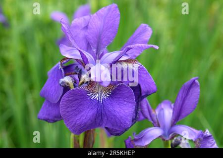 Iris sibirica "Cäsars Bruder" in Blume. Stockfoto