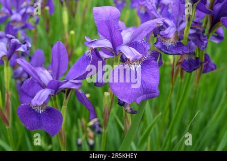 Iris sibirica "Cäsars Bruder" in Blume. Stockfoto