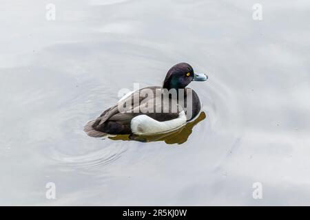 Männliche getuftete Ente oder getuftete Pochard (Aythya Fuligula), die auf einem Teich in London, Großbritannien, schwimmen Stockfoto