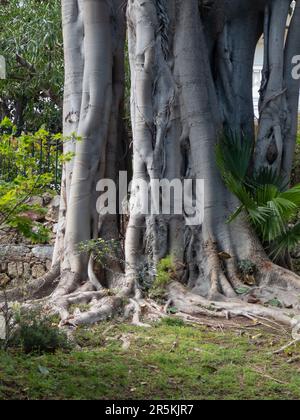 Banyan-Baumwurzeln in St. Martin Gardens in Monaco City, Monaco. Stockfoto