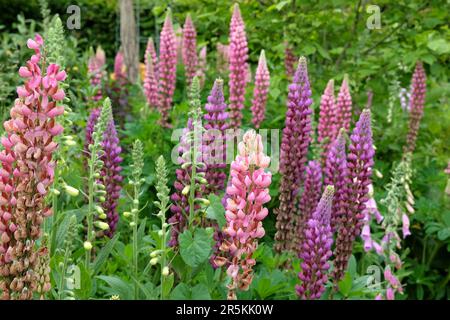 Eine Gruppe bunter Lupinen in Blüten. Stockfoto