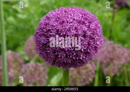 Riesen-Allium-Botschafter in Blume. Stockfoto