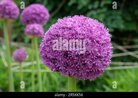 Riesen-Allium-Botschafter in Blume. Stockfoto