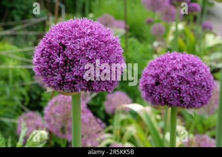 Riesen-Allium-Botschafter in Blume. Stockfoto