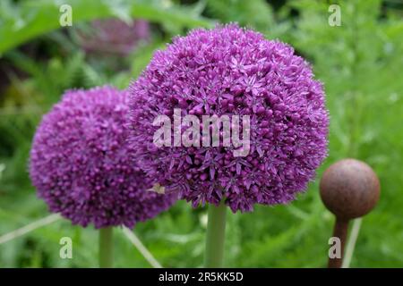 Riesen-Allium-Botschafter in Blume. Stockfoto