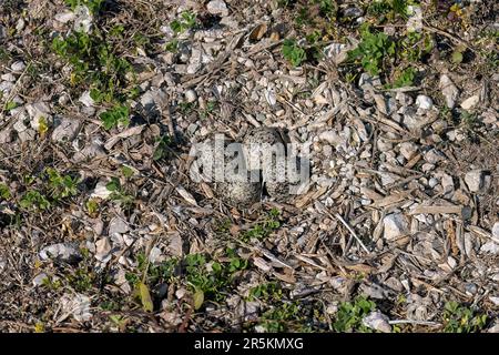 Der killdeer (Charadrius vociferus), ein Nest mit vier Eiern Stockfoto