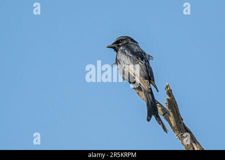 Black Drongo Dicrurus macrocercus Keoladeo National Park, Bharatpur County, Rajasthan, Indien, 14. Februar 2023 Erwachsener Dicruridae Stockfoto