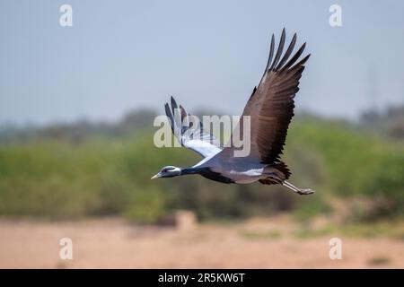 Demoiselle Crane Anthropoides virgo Khichan, Vijaysagar Lake, Jodhpur County, Rajasthan, Indien, 20. Februar 2023 Erwachsener im Flug. Gruidae Stockfoto