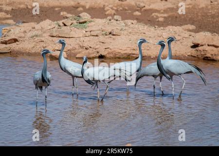 Demoiselle Crane Anthropoides virgo Khichan, Vijaysagar Lake, Jodhpur County, Rajasthan, Indien, 20. Februar 2023 Erwachsene Gruidae Stockfoto