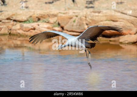 Demoiselle Crane Anthropoides virgo Khichan, Vijaysagar Lake, Jodhpur County, Rajasthan, Indien, 20. Februar 2023 Erwachsener im Flug. Gruidae Stockfoto