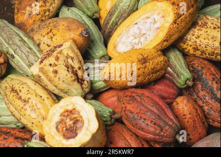 Kakao-Pflanzenkapseln auf Plantagenmakro, Nahaufnahme Stockfoto