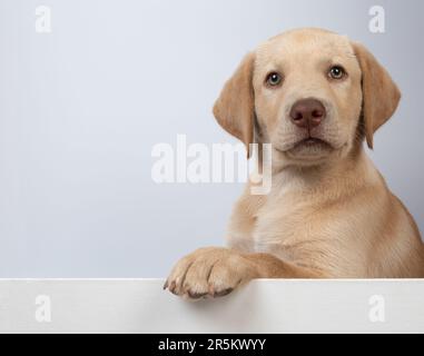 Porträtfoto von labrador Hündchen mit Plakatwand im Studiohintergrund Stockfoto