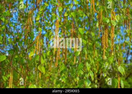 Birkenäste mit grünen Bäumen und Katzenmuscheln. Frühling-Natur-Hintergrund. Stockfoto