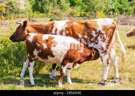 Guernsey-Rasse von Kuhkälbern, die auf einem Feld in Worcestershire, Vereinigtes Königreich, von der Mutterkuh gefüttert werden Stockfoto