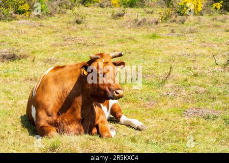 Guernsey-Rasse von Kühen, die auf einem Feld in Worcestershire, Vereinigtes Königreich, liegen Stockfoto