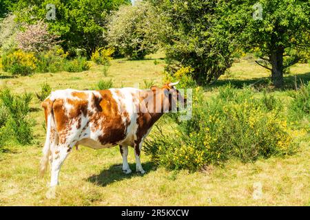 Guernsey-Rasse von Kühen, die auf einem Feld in Worcestershire, Großbritannien, auf einem Gänsebüsch weiden Stockfoto