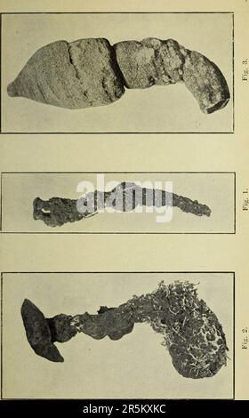 "Transaktionen und Verfahren und Bericht der Philosophischen Gesellschaft von Adelaide, South Australia" (1878) Stockfoto