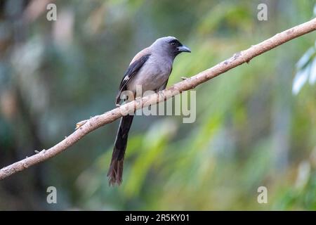 Gray Treepie Dendrocitta formosae Prabhu's Bird Photography Hide, Nanital, Nainital County, Uttarakhand, Indien, 28. Februar 2023 Erwachsener Stockfoto