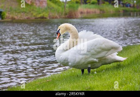 Weißer Schwan auf grünem Gras in der Nähe des Teichs in Unschärfe. Wildvogel in der Natur. Stockfoto