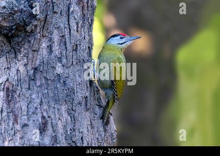 Grauköpfiger Woodpecker Picus Canus Prabhus Vogelfotografie Versteck, Nanital, Nainital County, Uttarakhand, Indien, 28. Februar 2023 Erwachsene Frau Stockfoto