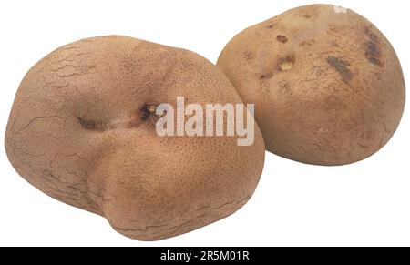 Disoscorea alata oder Yamswurzeln, frisch und biologisch Stockfoto