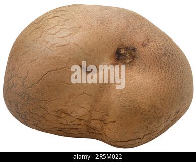 Disoscorea alata oder Yamswurzeln, frisch und biologisch Stockfoto