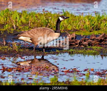 Kanada Gänse aus nächster Nähe, um Lebensmittel im Wasser zu suchen, mit Gras- und Wasserhintergrund in seiner Umgebung und Umgebung. Stockfoto