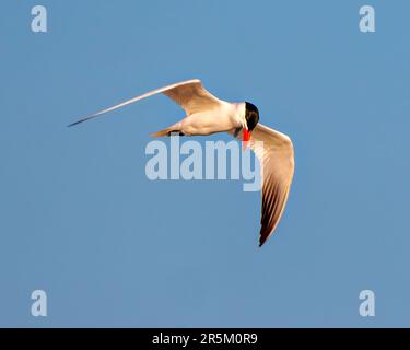 Common Tern mit blauem Himmel und weißen Flügeln, orangefarbenem Schirm und schwarzer Mütze in seiner Umgebung und Umgebung. Flügel ausbreiten. Stockfoto