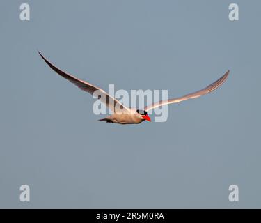 Common Tern mit blauem Himmel und weißen Flügeln, orangefarbenem Schirm und schwarzer Mütze in seiner Umgebung und Umgebung. Flügel ausbreiten. Stockfoto