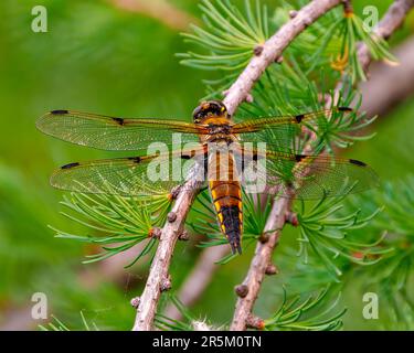 Gemeinsame Libelle – Nahaufnahme von hinten mit ihren Flügeln, die auf einem Ast mit grünem Waldhintergrund in ihrer Umgebung und ihrem Lebensraum liegen. Stockfoto