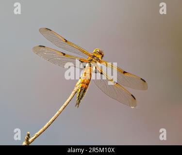 Gemeinsame Libelle aus nächster Nähe mit ihren Flügeln, die auf einem Zweig mit braunem Hintergrund in ihrer Umgebung und Umgebung ruht. Stockfoto