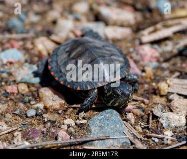 Von Babys bemalte Schildkröten aus der Vogelperspektive in ihrer Feuchtlandschaft und ihrem Lebensraum beim Wandern auf Kies. Stockfoto